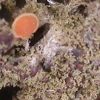 Bacidia squamellosa